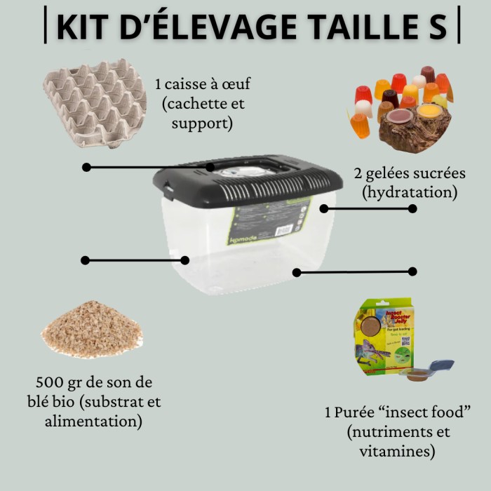 Kit élevage (taille S) insectes vivants