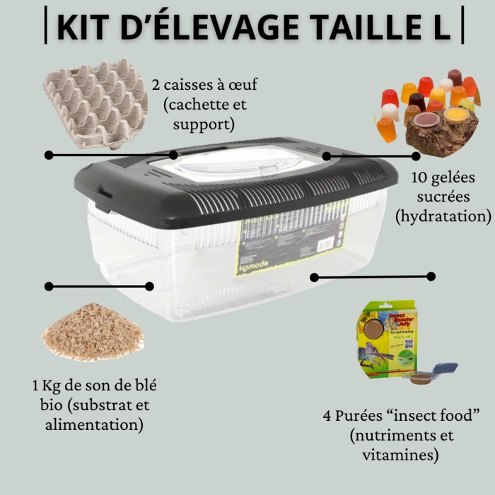 Kit élevage (taille L) insectes vivants