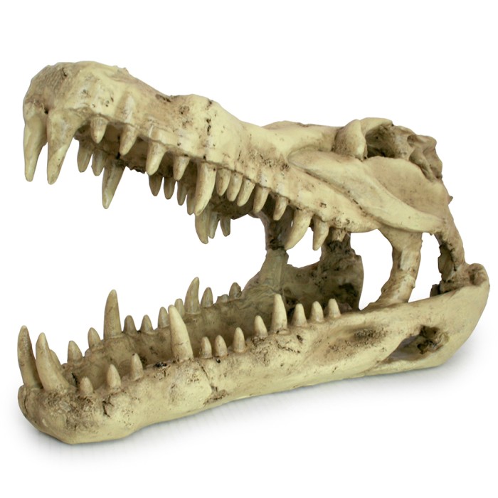 lucky-reptile-64891-deco-skull-crocodile.jpg