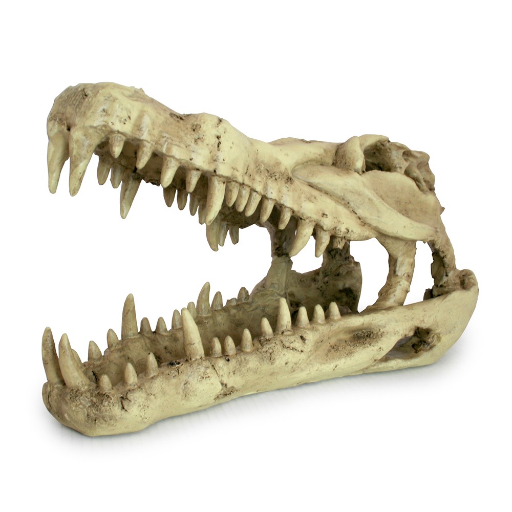 lucky-reptile-64891-deco-skull-crocodile.jpg