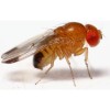Drosophila-Melanogaster-416x416.webp