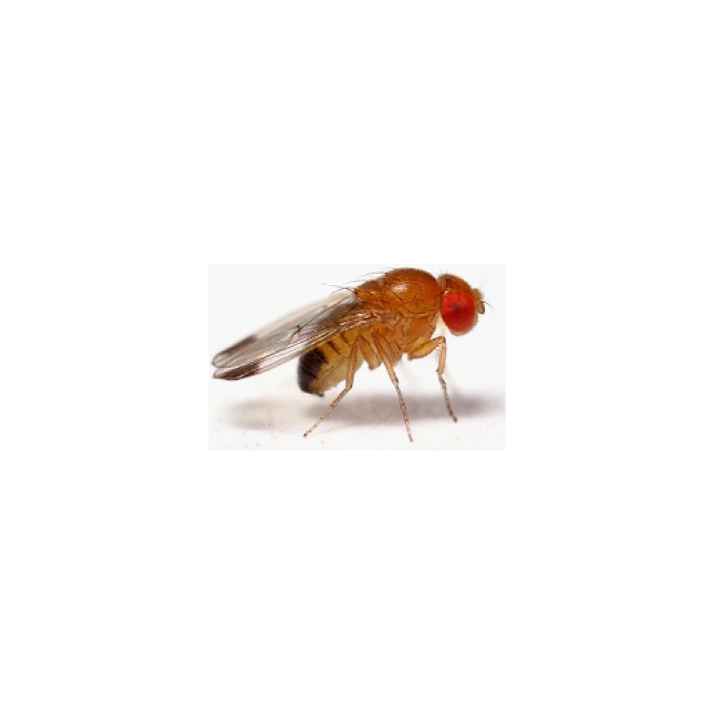 Drosophila-Melanogaster-416x416.webp