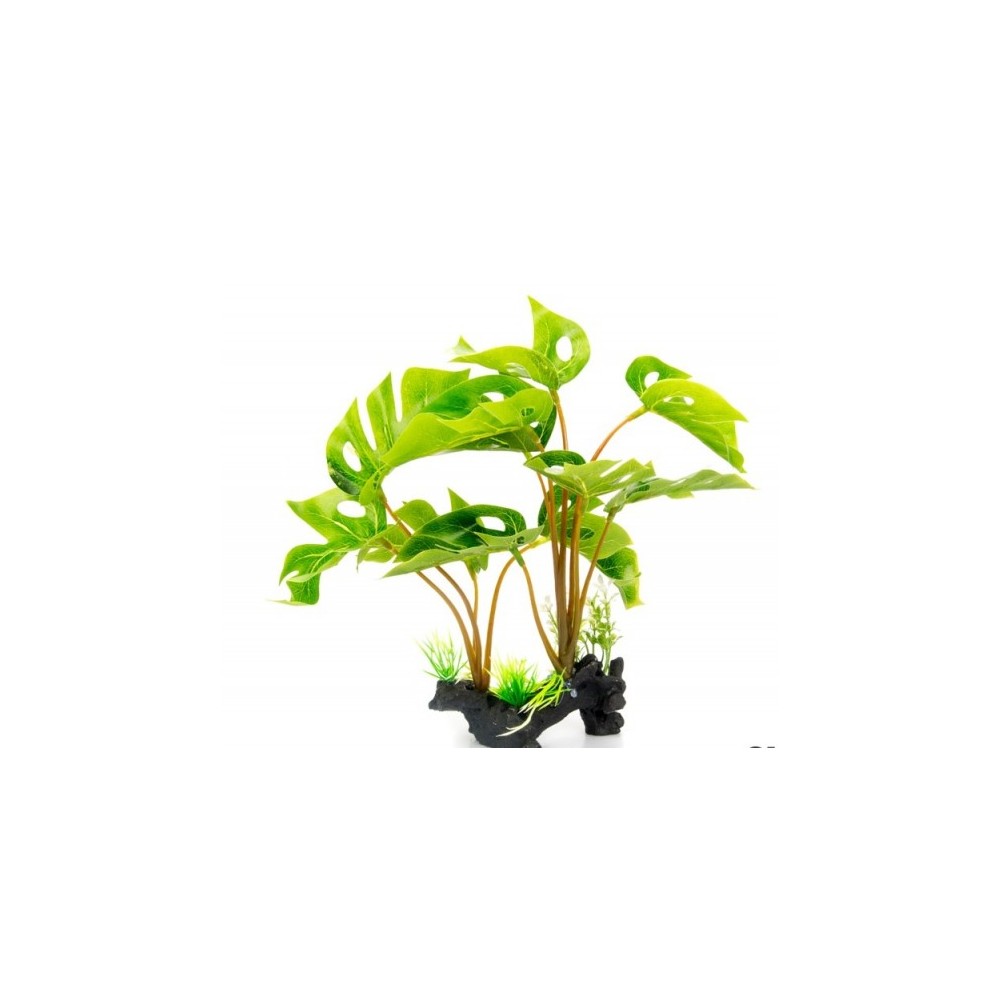 Plante sur pied / Standing plant - Hauteur 30 cm - PHILODENDRON MONSTERA DELICIOSA