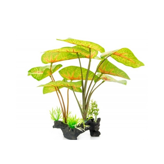 Plante sur pied / Standing plant - Hauteur 30 cm - CALADIUM