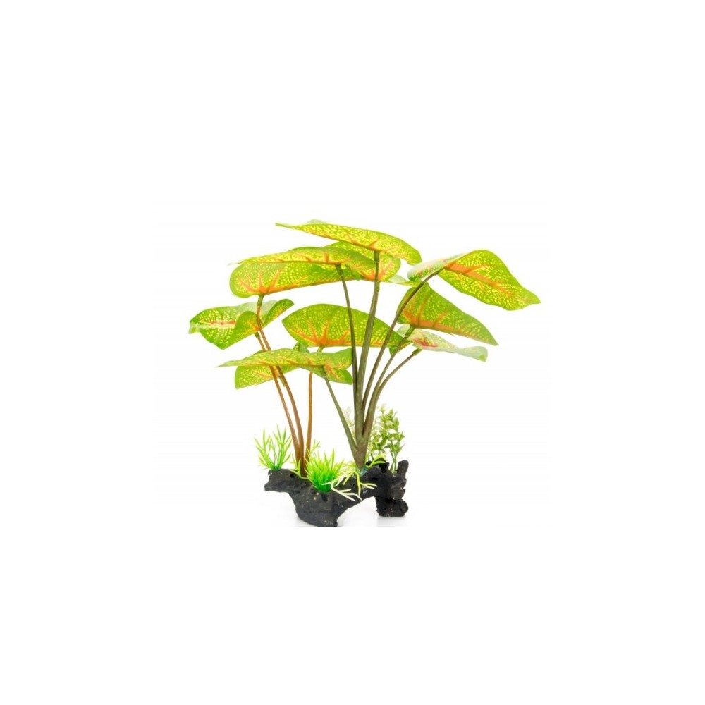 Plante sur pied / Standing plant - Hauteur 30 cm - CALADIUM