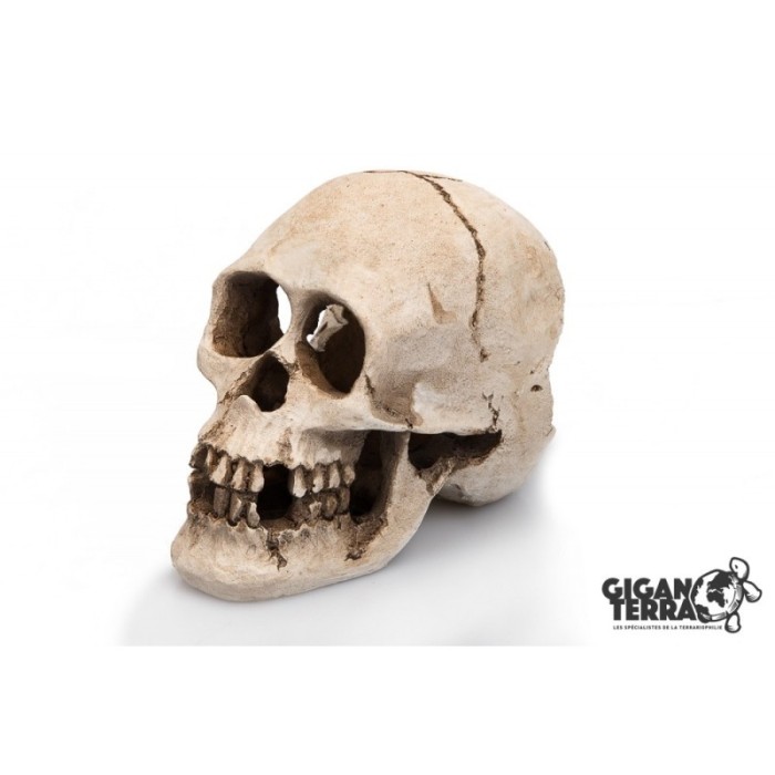 Human Skull 16 cm - Gigantera