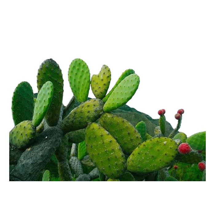 Raquette de figuier de Barbarie "Opuntia ficus indica"